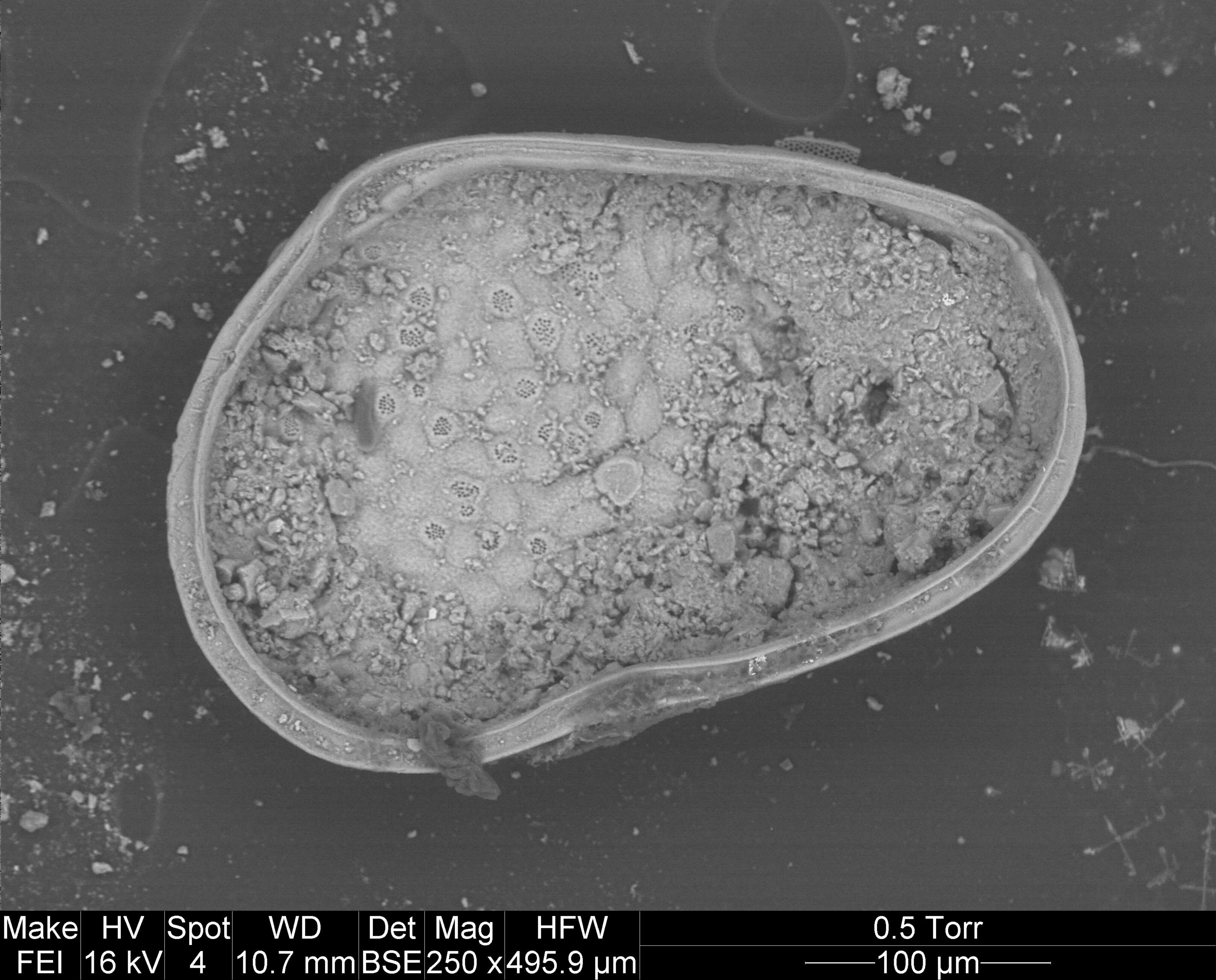 Cytheromorpha curta Edwards 1944 resmi