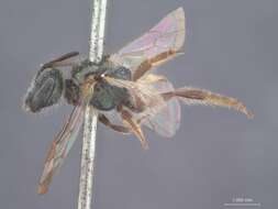 Image of Halictus