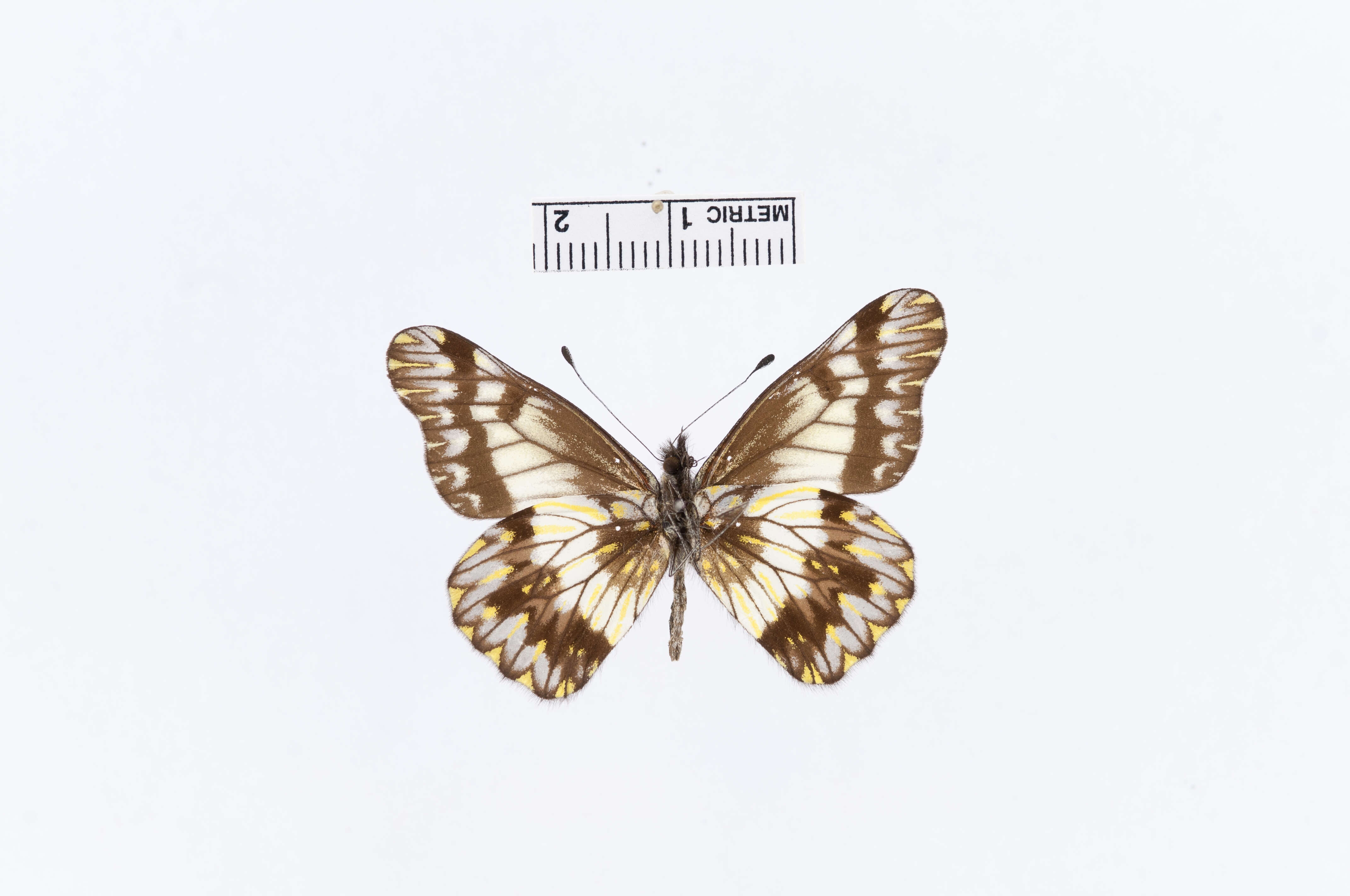 Image of Catasticta chelidonis (Hopffer 1874)