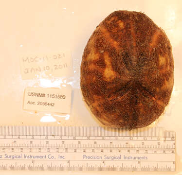 Image of Atlantic heart sea urchin