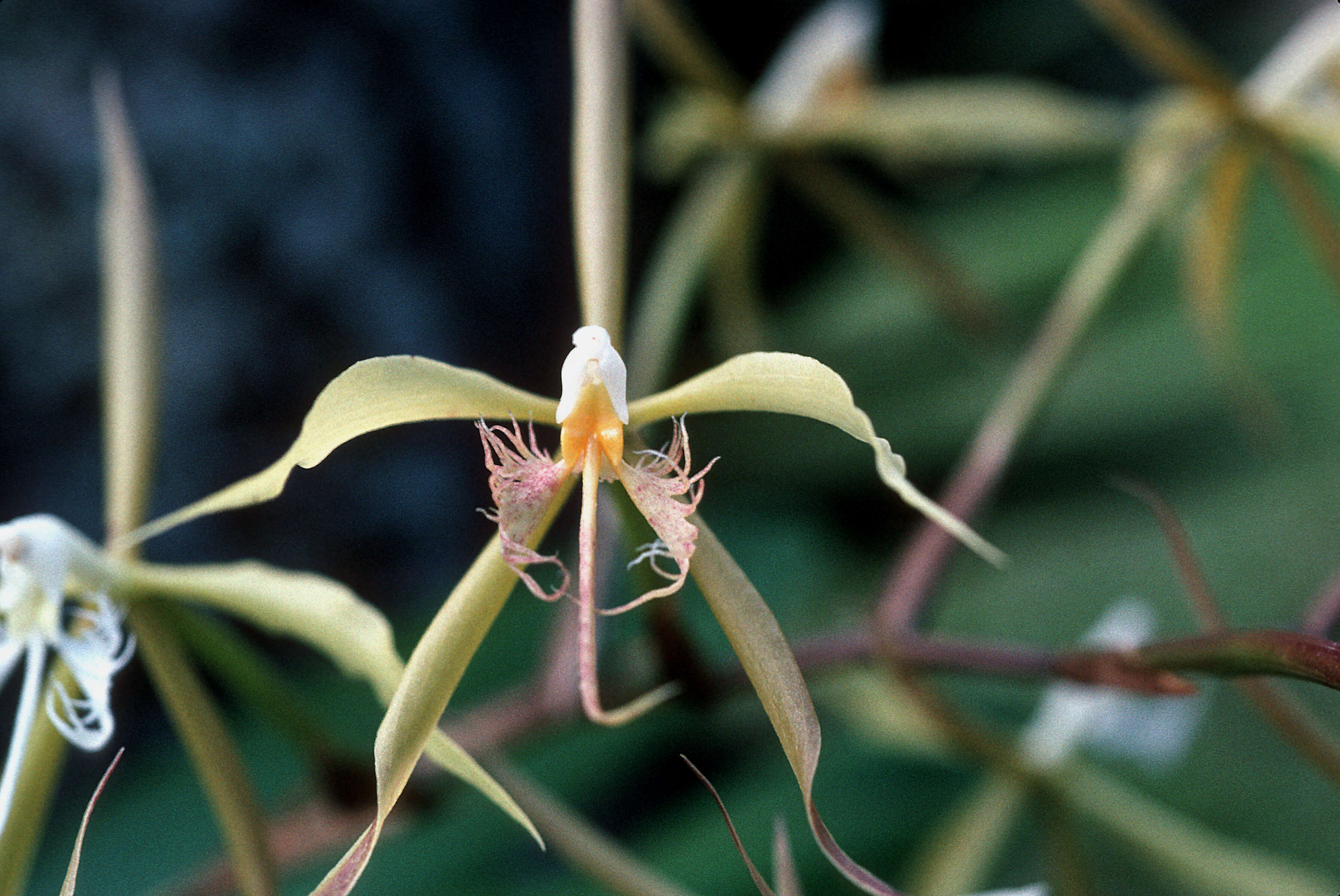 Image of fringed star orchid