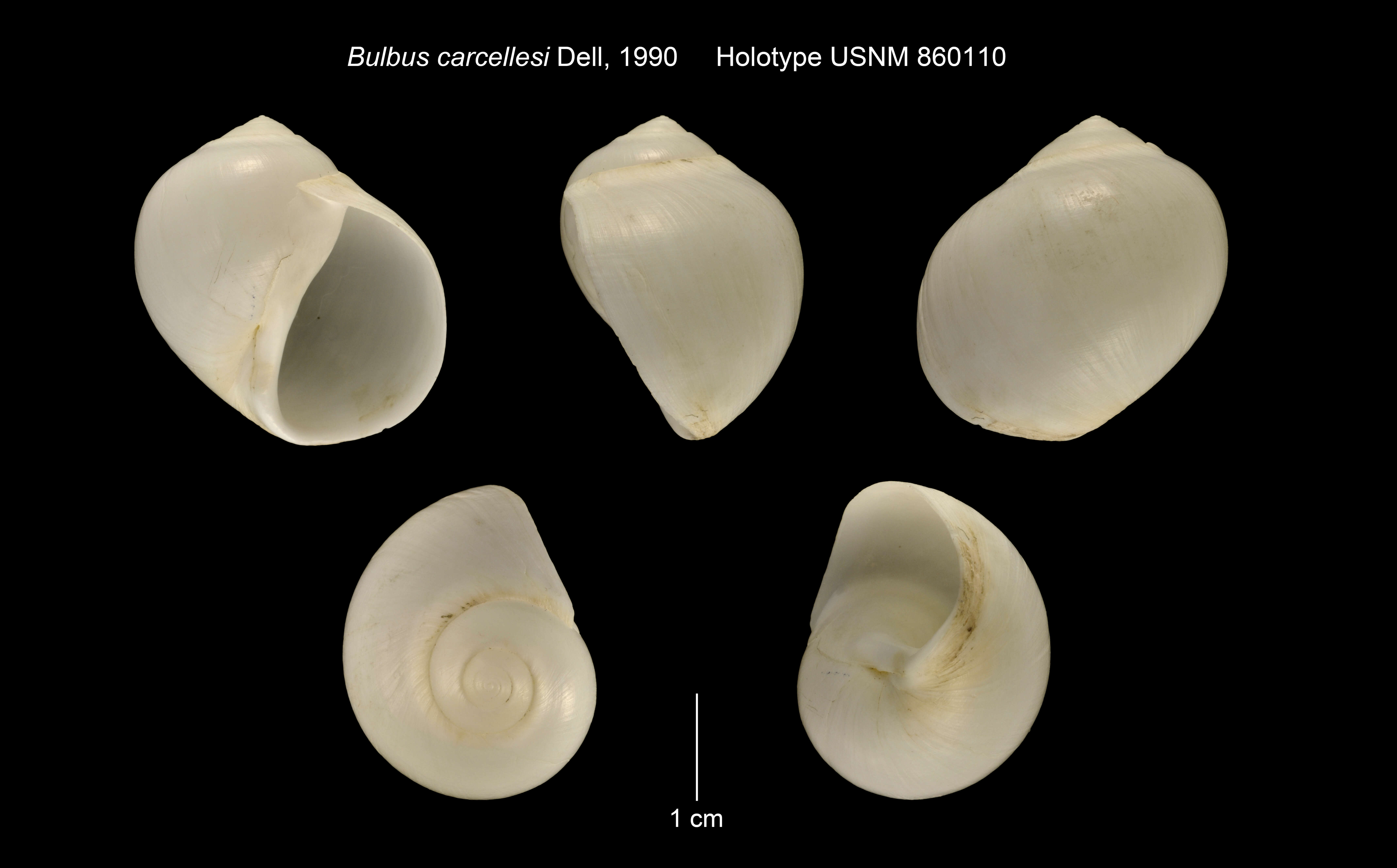 Image of Bulbus carcellesi Dell 1990