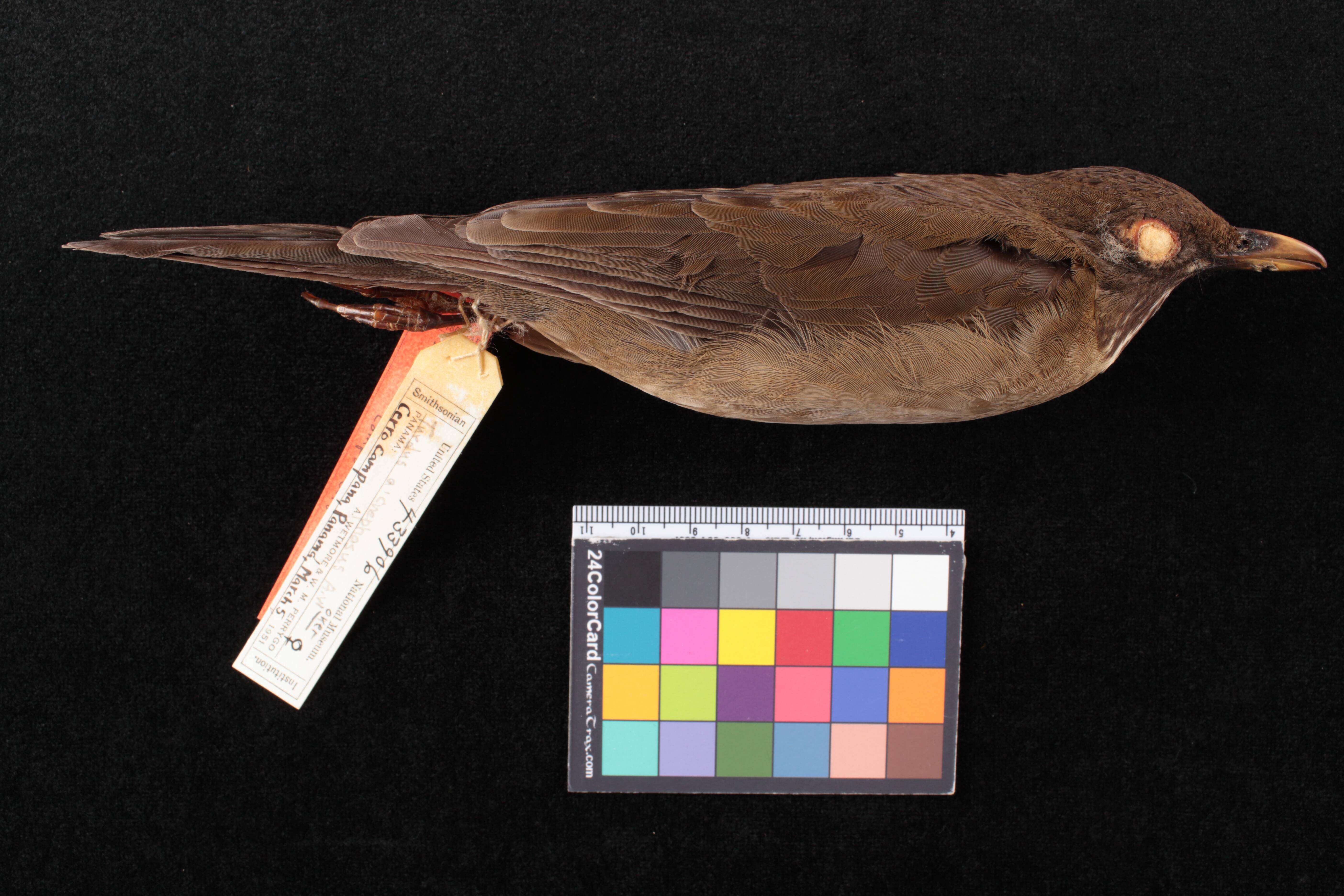 Sivun Turdus assimilis campanicola Phillips & AR 1991 kuva