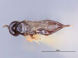 Image of Baridobius primulus Heydon 1994