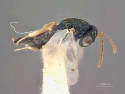 Image of Acaenacis agrili (Rohwer 1919)