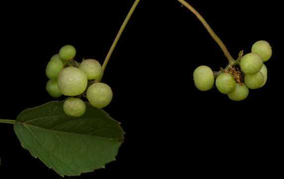 Image of Cissus microcarpa M. Vahl