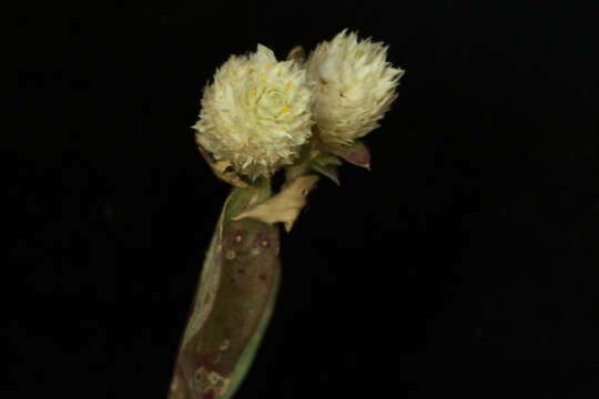 Image of Gomphrena filaginoides Mart. & Gal.