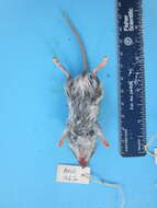 Image of White-footed Deermouse