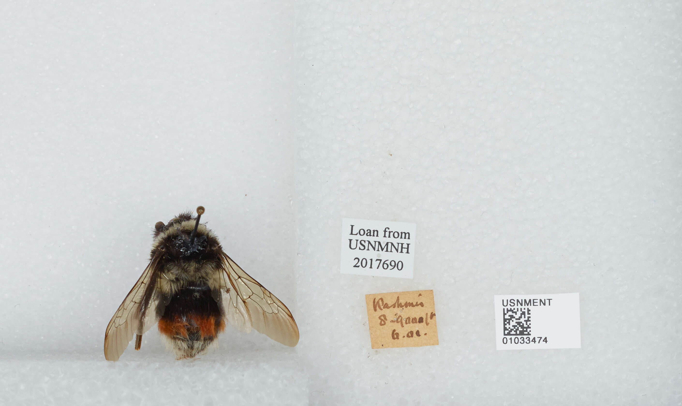 Image of Bombus rufofasciatus Smith 1852