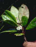 Image of Hawai'i holly