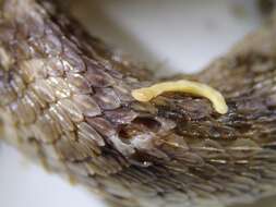 Image of African Saw-scaled Viper