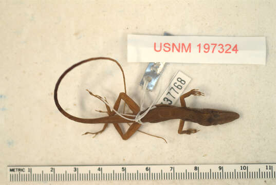 Image of Anolis hendersoni ravidormitans Schwartz 1978