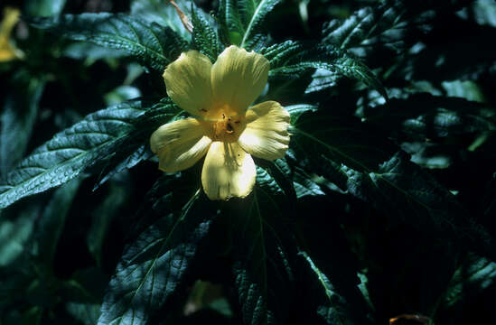 Imagem de Turnera ulmifolia L.