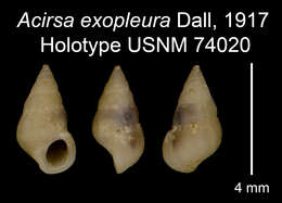 Image of Acirsa exopleura Dall 1917