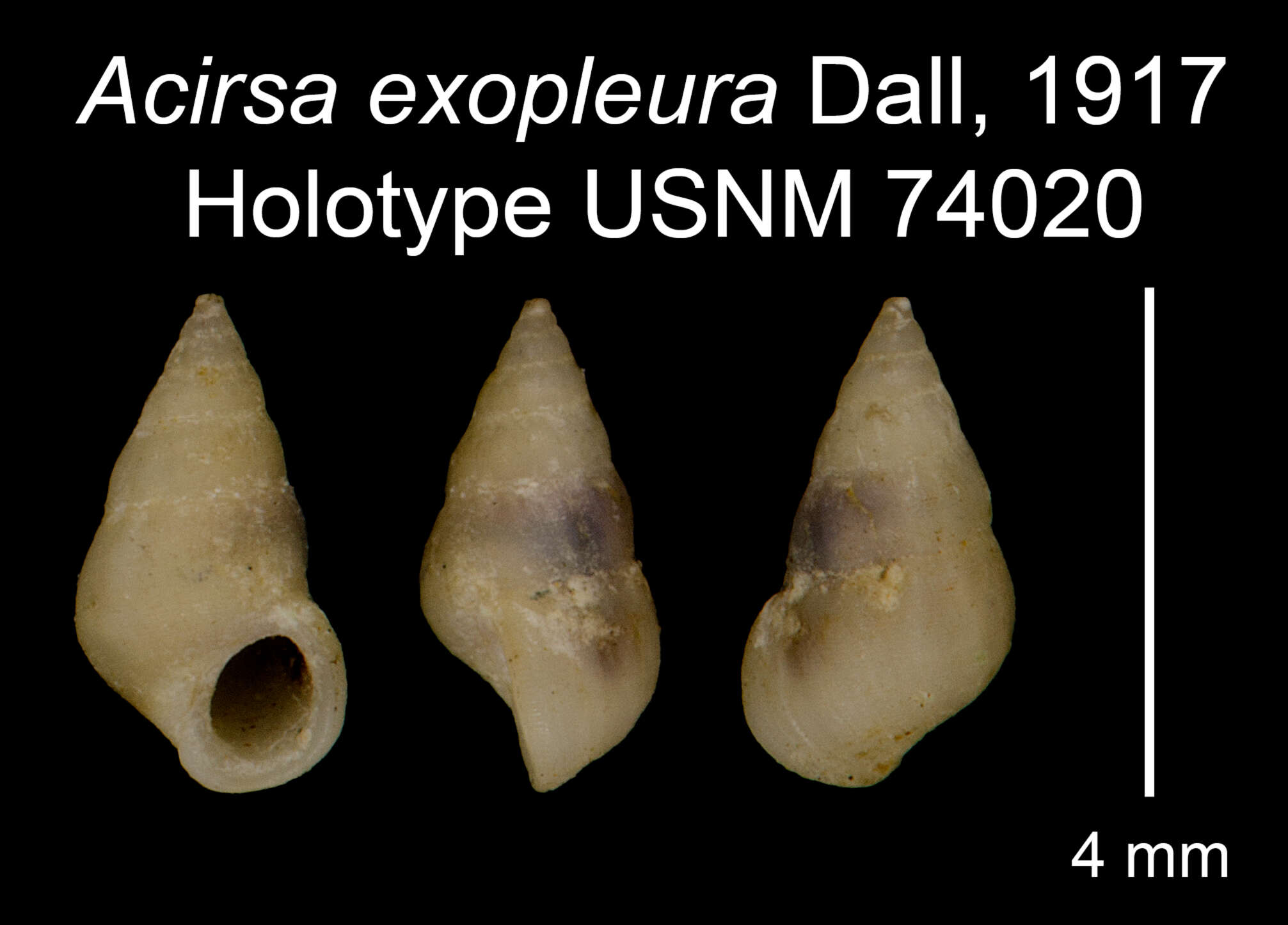 Image of Acirsa exopleura Dall 1917