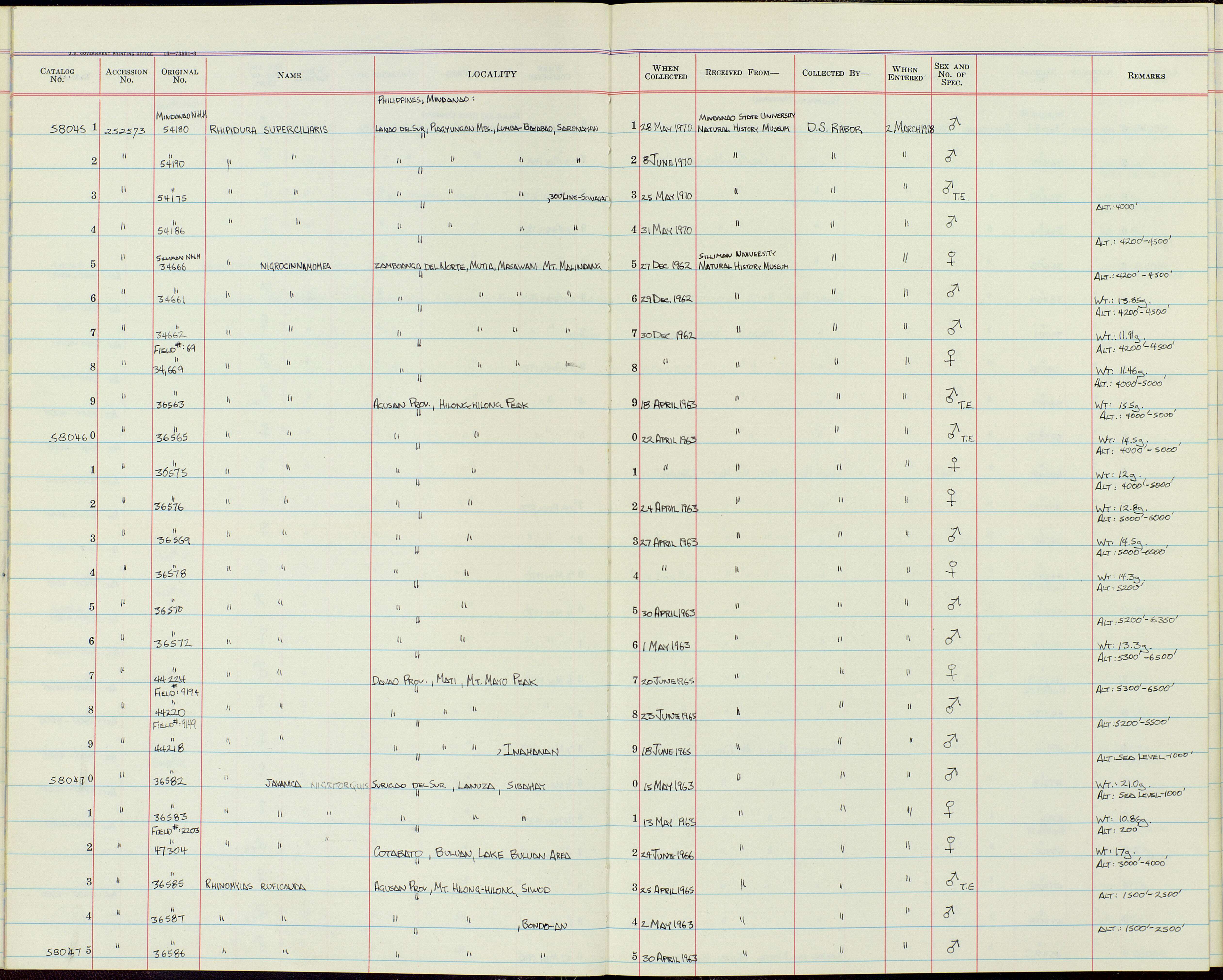 Слика од Rhinomyias ruficauda samarensis (Steere 1890)