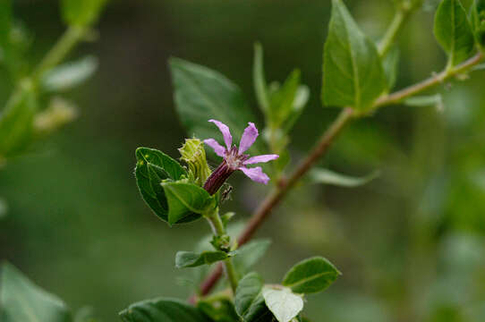 Cuphea strigulosa Kunth的圖片