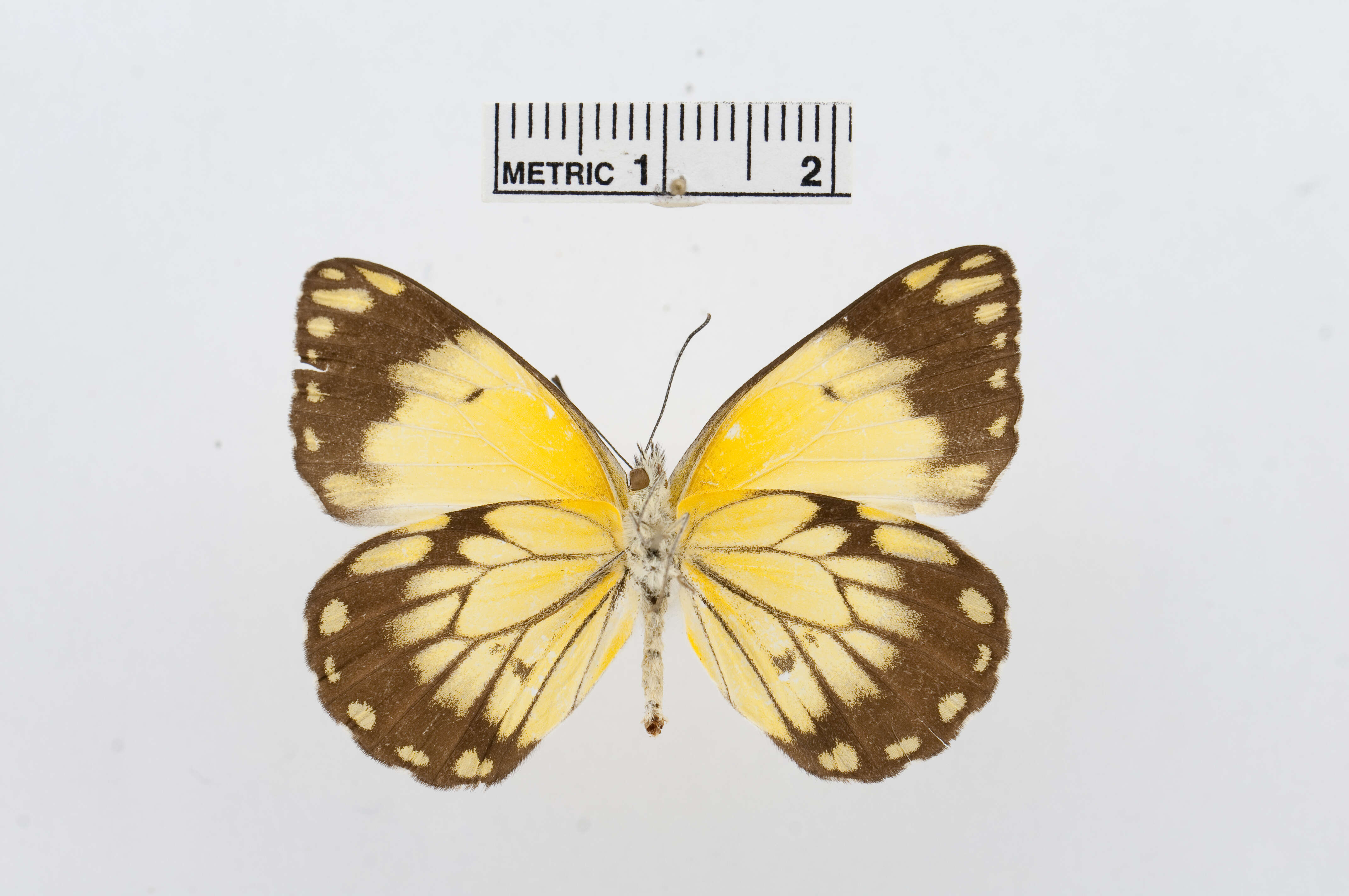 Image of Belenois creona (Cramer (1776))