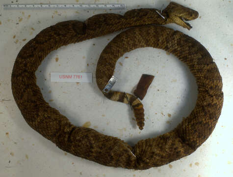 Image of Western Diamond-backed Rattlesnake