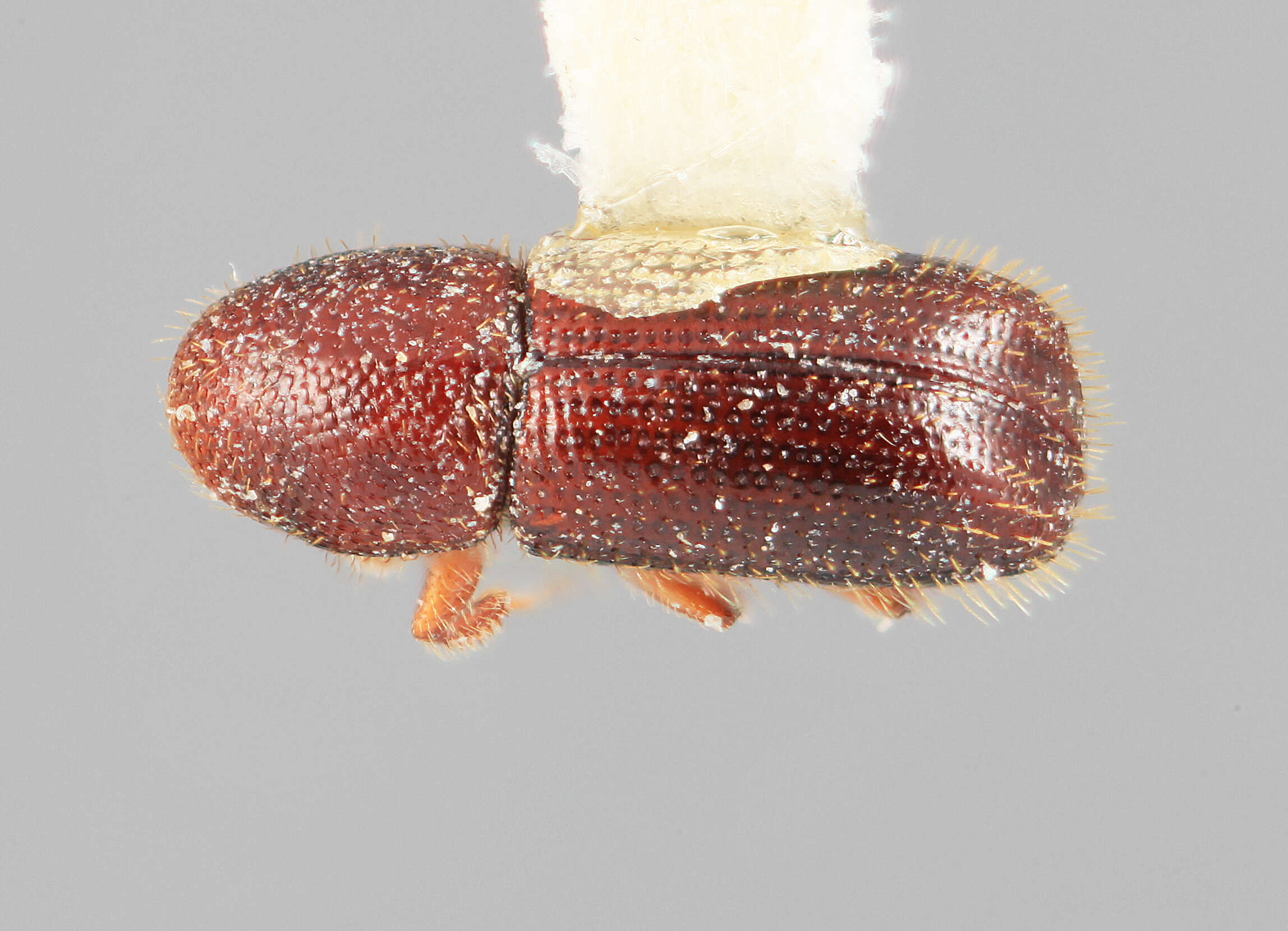 Image de Dendrocranulus sobrinus Wood 1984