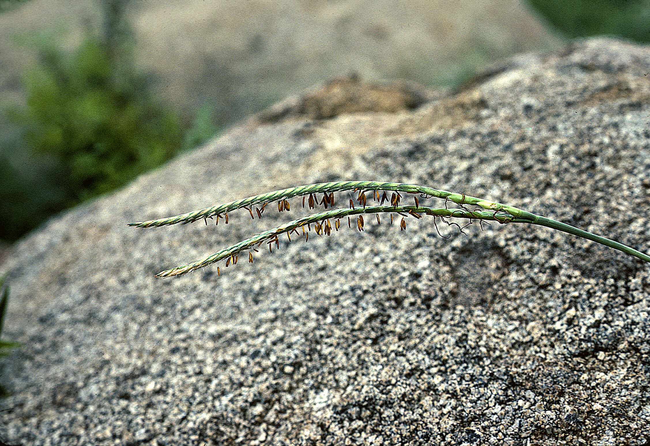 Image of eastern gamagrass