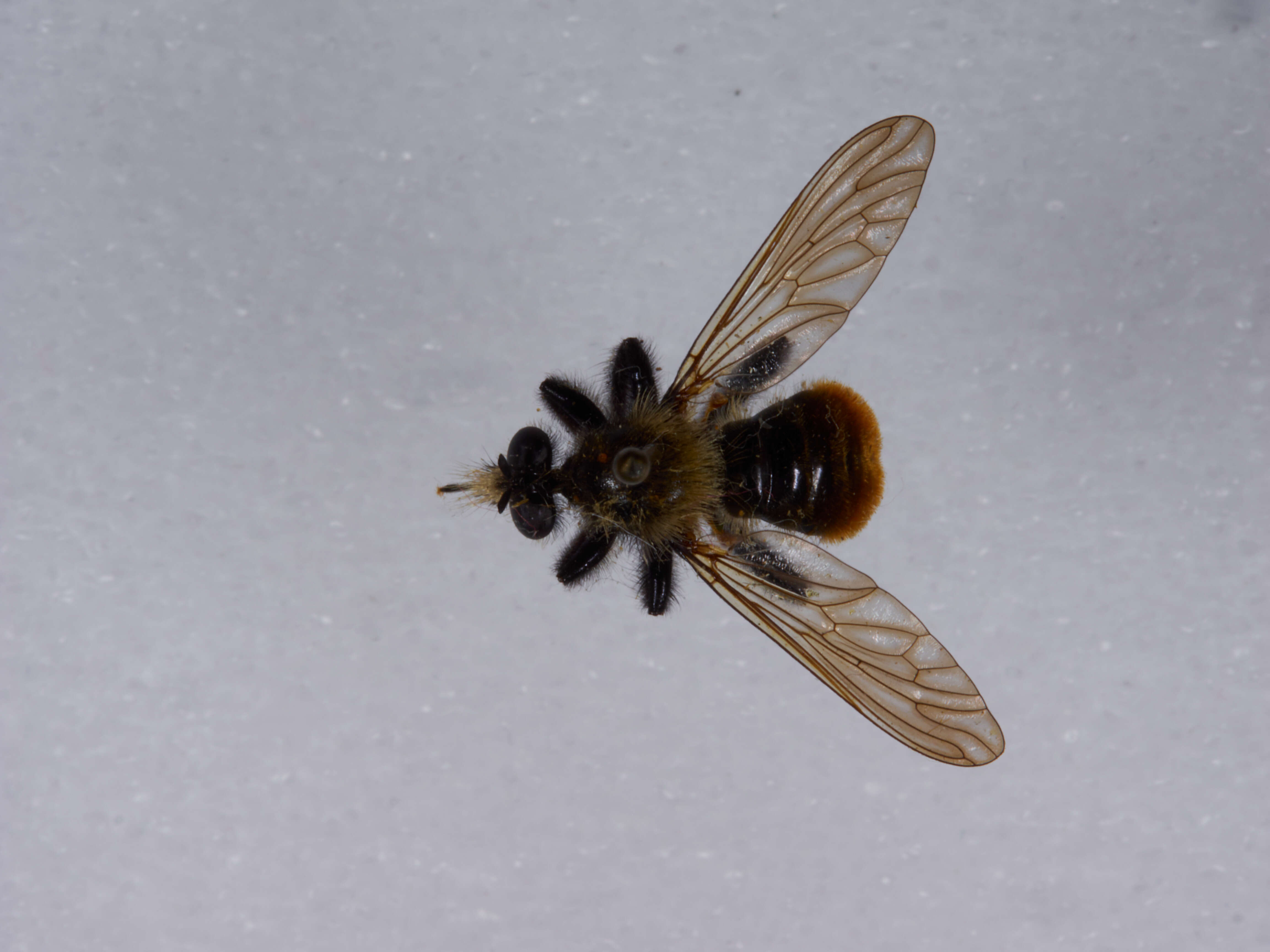 Image of Laphria janus McAtee 1919