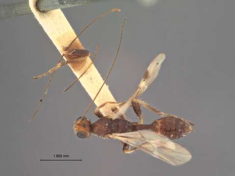 Image of Spathius lissus Nixon 1943