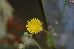 Image de Youngia japonica (L.) DC.