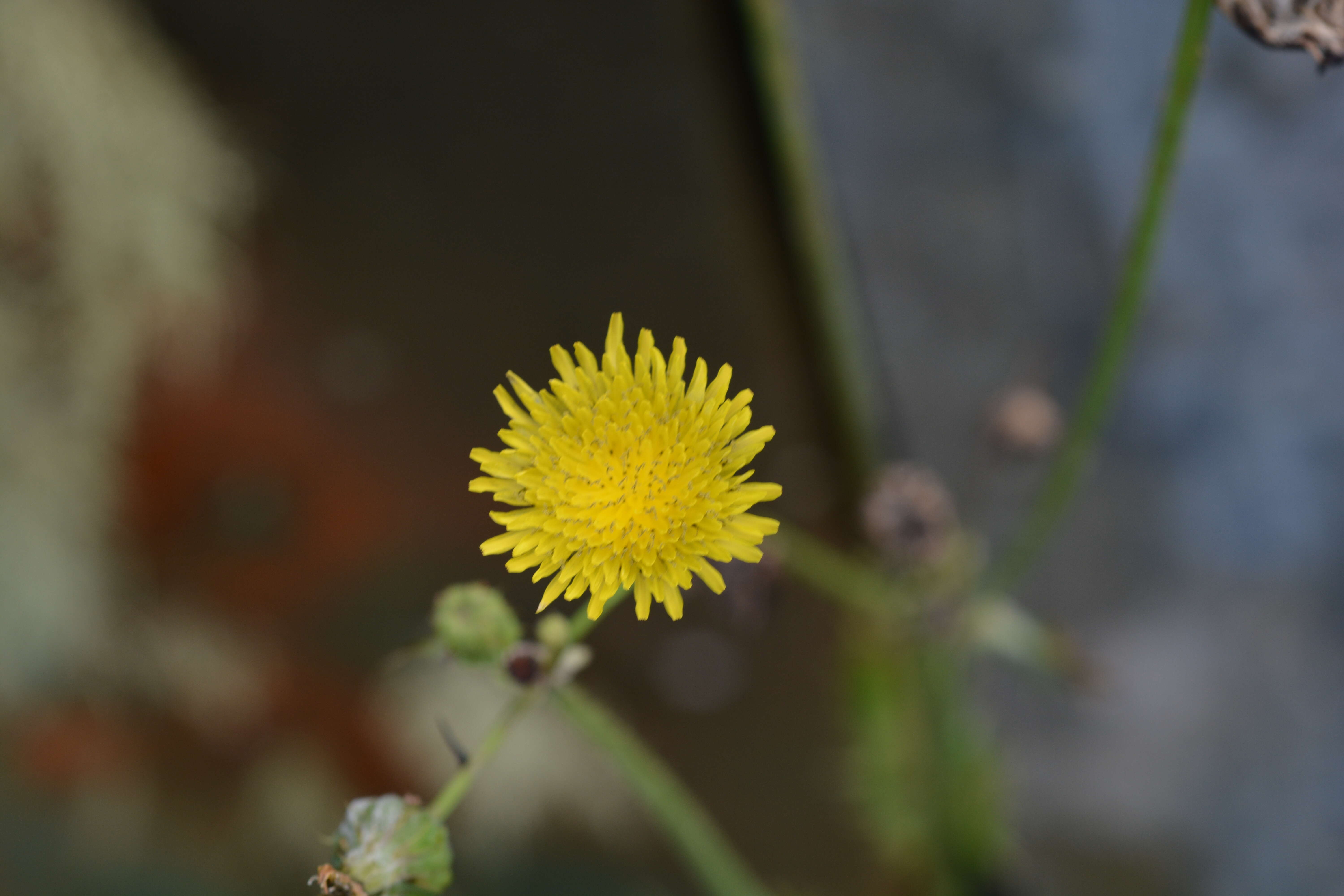 Image of Oriental false hawksbeard