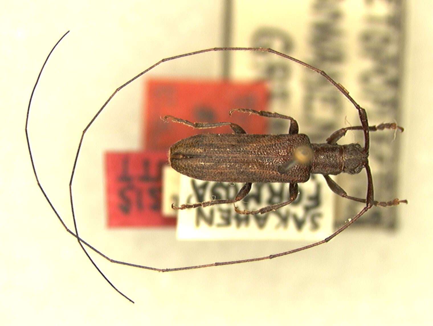 Cleptometopus taiwanensis (Gressitt 1936)的图像