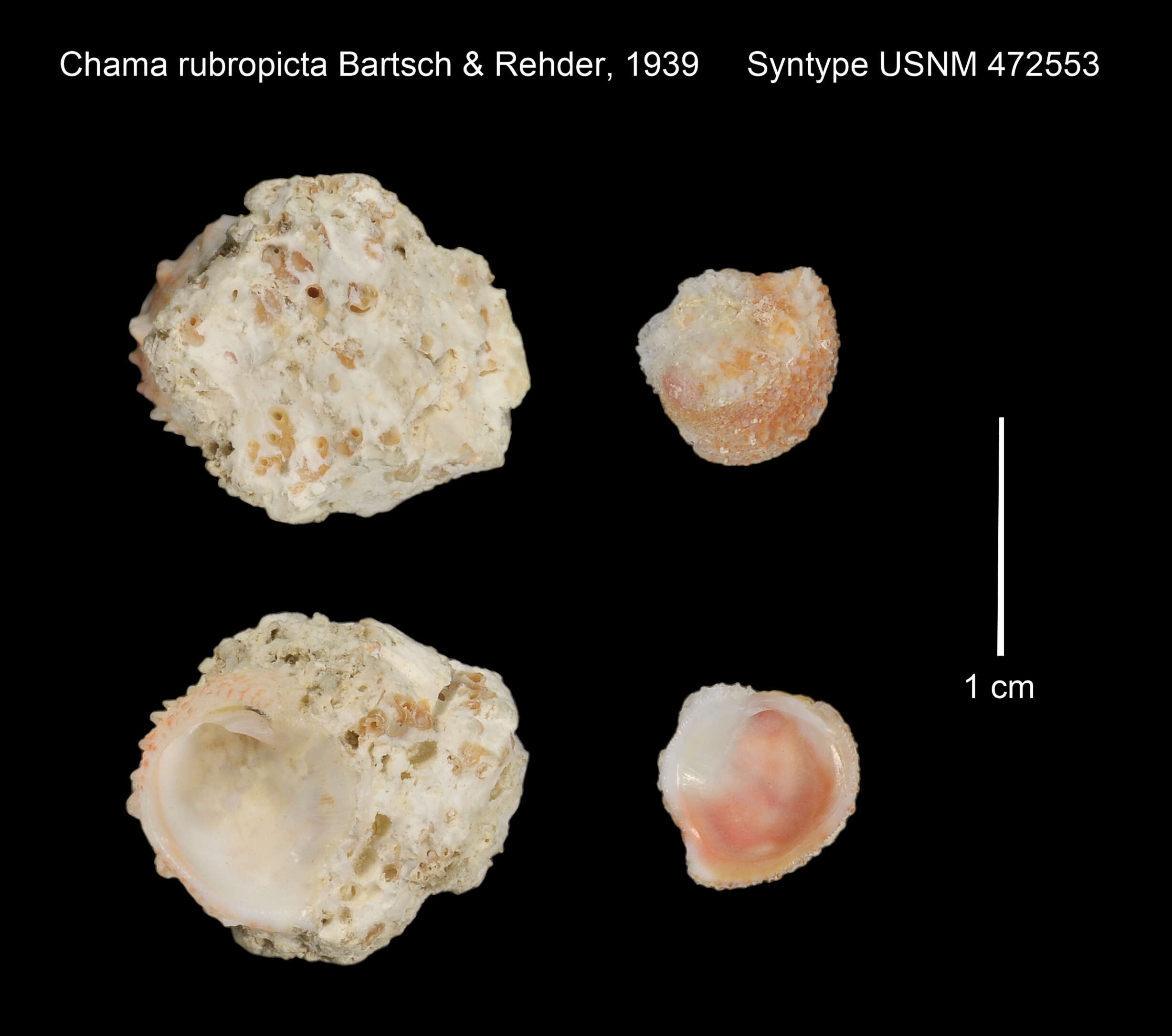 Image of Chama rubropicta Bartsch & Rehder 1939