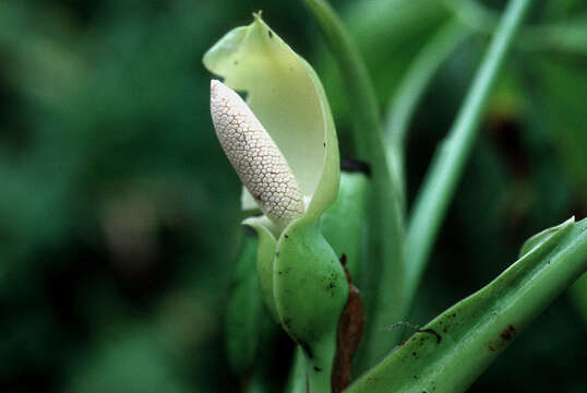 Image of American evergreen