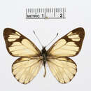 Imagem de Catasticta pieris (Hopffer 1874)