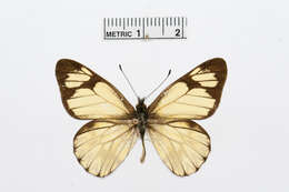 Imagem de Catasticta pieris (Hopffer 1874)