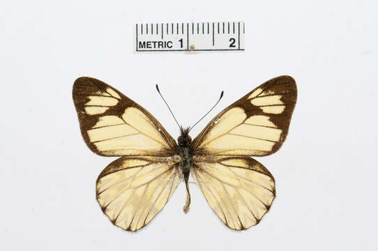 Image of Catasticta pieris (Hopffer 1874)