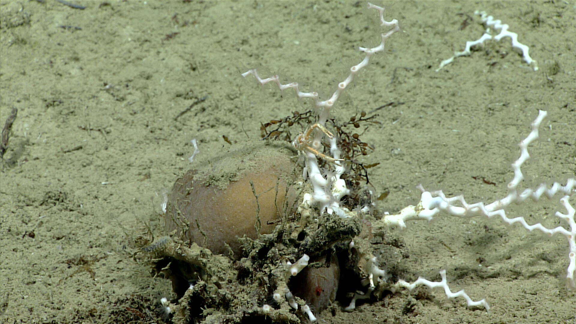 Image of lettuce coral