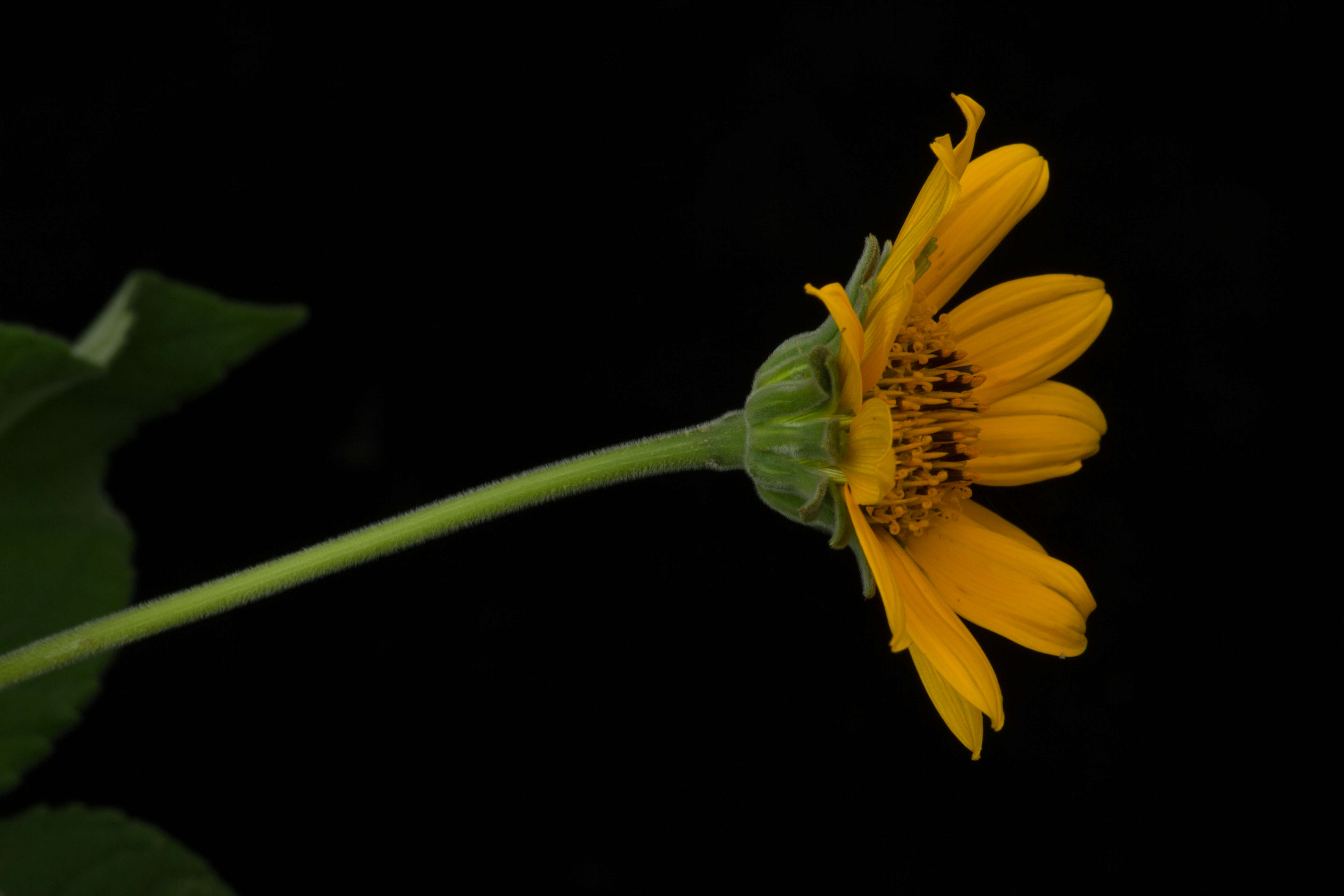 Tithonia tubaeformis (Jacq.) Cass. resmi