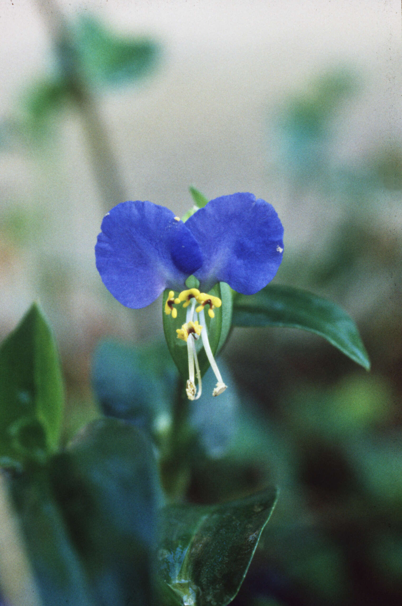 Image of Asiatic dayflower