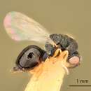 Image of Eurytoma stegmaieri Bugbee 1975