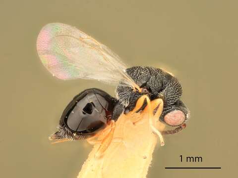 Image of Eurytoma stegmaieri Bugbee 1975