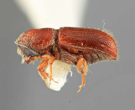 Image of Pityophthorus corruptus Wood 1976