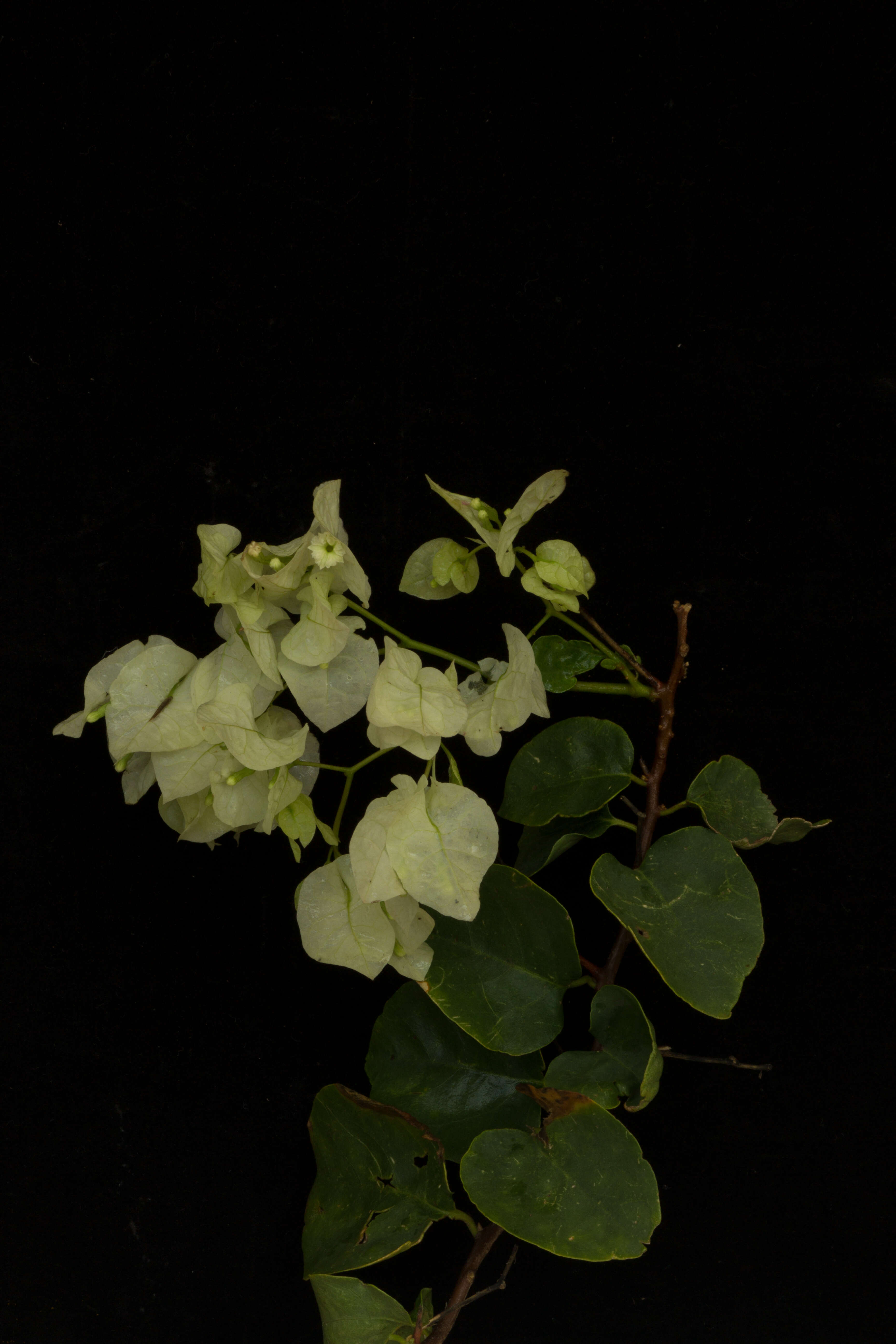 Image of great bougainvillea