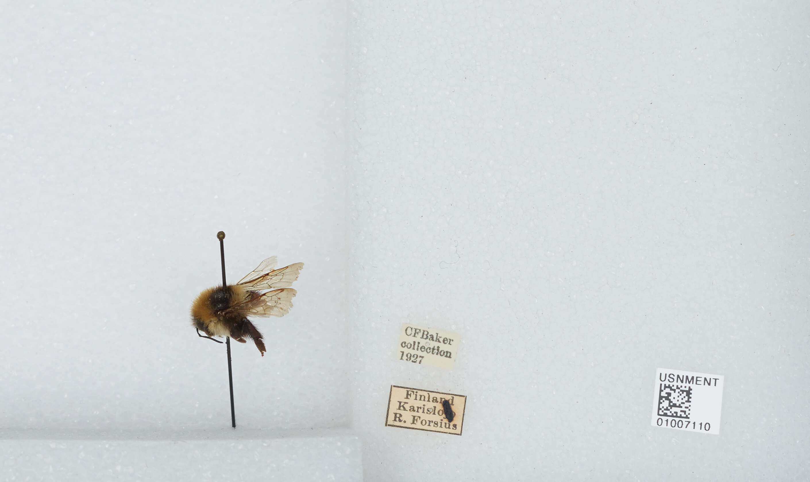 Plancia ëd Bombus distinguendus Morawitz 1869