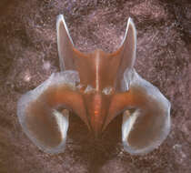 Image de Neoteuthis thielei Naef 1921