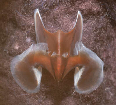 Image of Neoteuthis Naef 1921