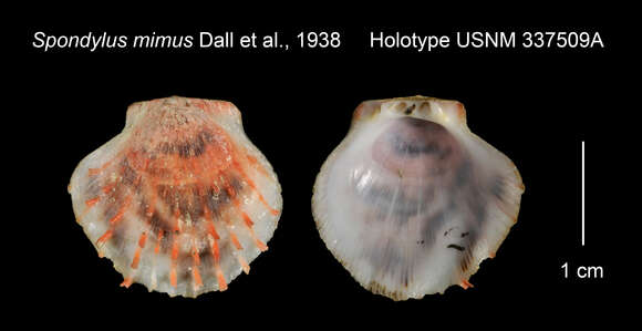 Image of Spondylus mimus Dall, Bartsch & Rehder 1938