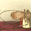 Image of Oncideres punctata Dillon & Dillon 1946