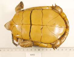 Image of Florida box turtle