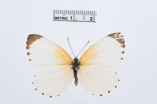 Image of Mylothris yulei Butler 1897