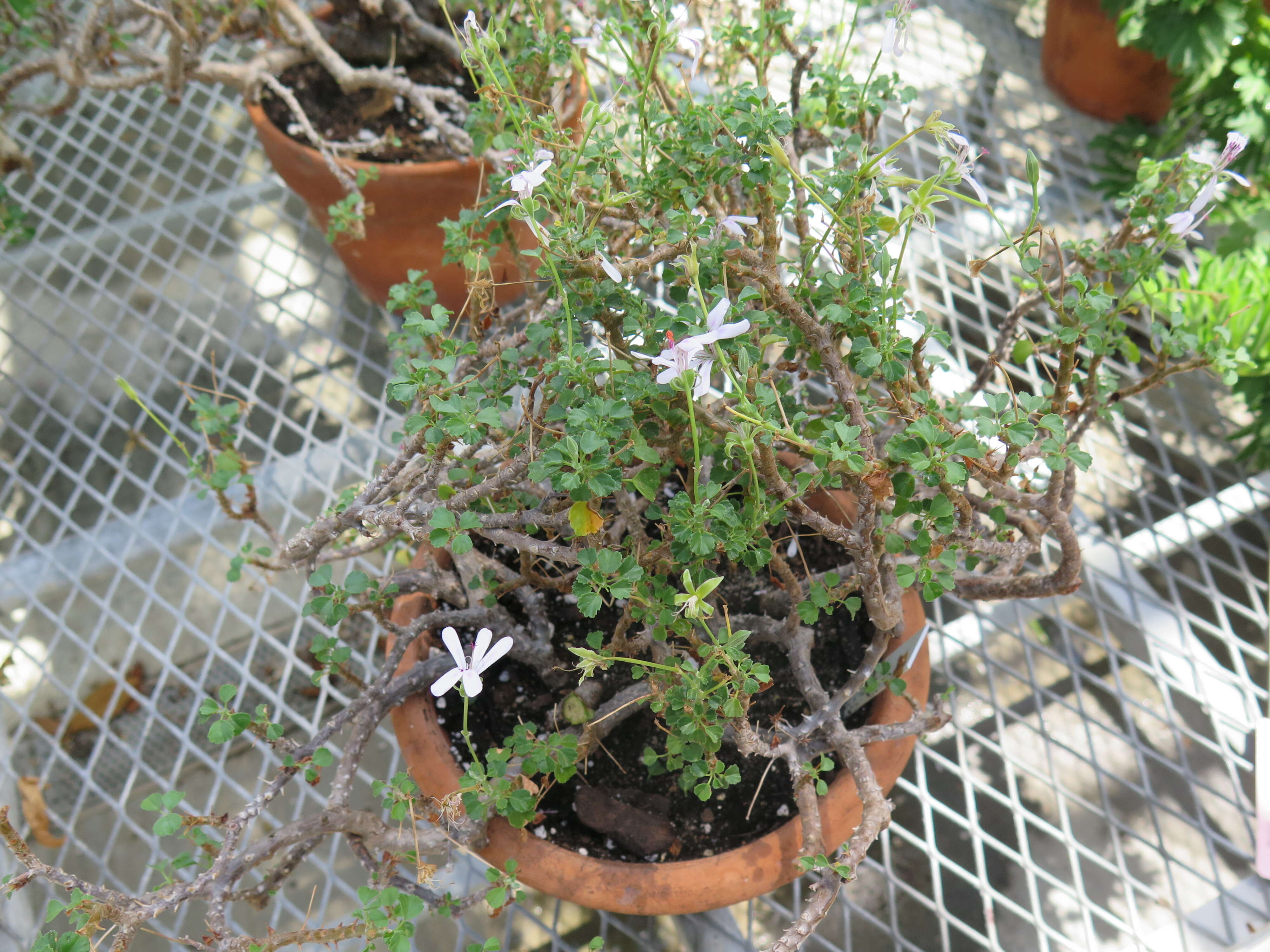 Image of Pelargonium xerophyton Schltr. ex Knuth